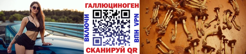 как найти   Далматово  гидра ONION  Галлюциногенные грибы GOLDEN TEACHER 